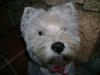 Immagine Westie