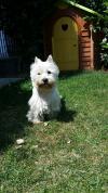 Immagine Westie