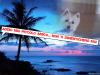 Immagine Westie