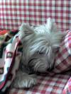 Immagine Westie