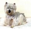 Immagine Westie