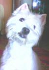 Immagine Westie