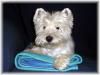 Immagine Westie