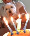 Immagine Westie
