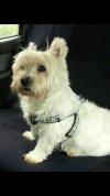 Immagine Westie