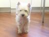 Immagine Westie