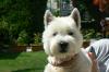 Immagine Westie