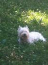 Immagine Westie