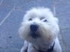 Immagine Westie