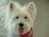 Immagine Westie