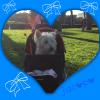 Immagine Westie