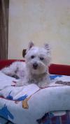 Immagine Westie