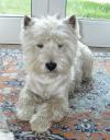 Immagine Westie