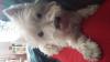 Immagine Westie