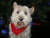 Immagine Westie