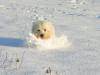 Immagine Westie