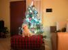 Immagine Westie