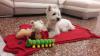 Immagine Westie