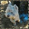 Immagine Westie