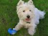 Immagine Westie