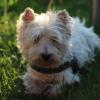 Immagine Westie