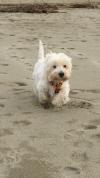 Immagine Westie