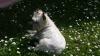 Immagine Westie
