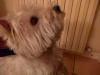 Immagine Westie