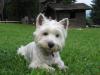 Immagine Westie