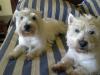 Immagine Westie