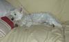 Immagine Westie