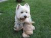 Immagine Westie