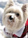 Immagine Westie