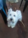 Immagine Westie