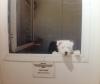 Immagine Westie