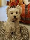 Immagine Westie