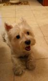 Immagine Westie
