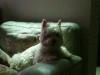 Immagine Westie