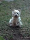 Immagine Westie