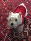 Immagine Westie