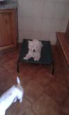 Immagine Westie