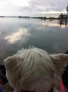 Immagine Westie
