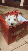 Immagine Westie