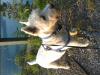 Immagine Westie