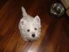Immagine Westie