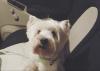 Immagine Westie