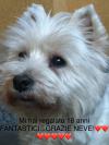Immagine Westie