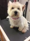Immagine Westie