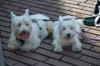 Immagine Westie