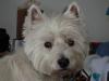 Immagine Westie